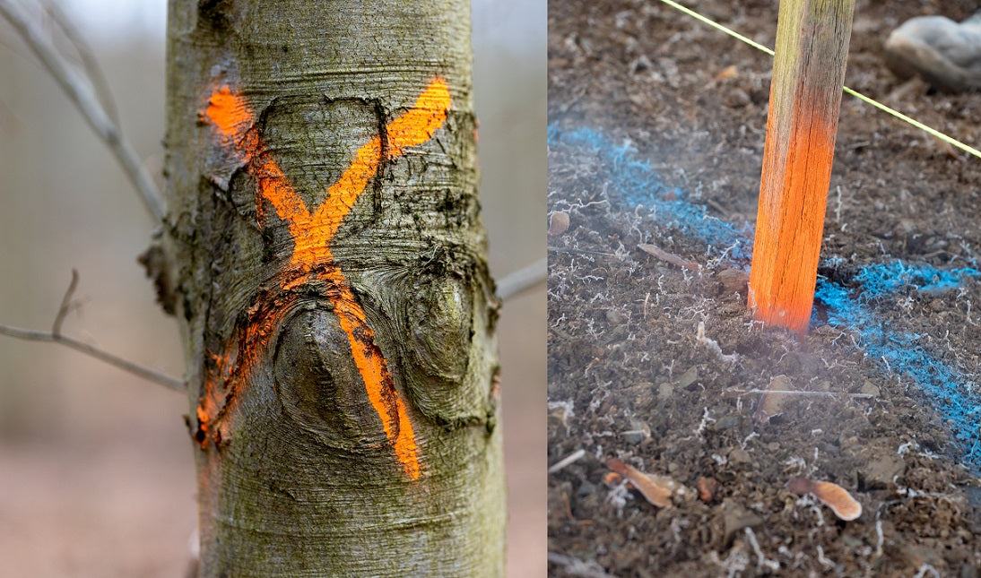 Baum mit gesprühtem Kreuz von Markierungsfarbspray